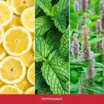 Peppermint - Mr & Mrs Fragrance - zapach odświeżacz do samochodu CESARE - 3