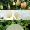 Millefiori Fresia e Pera – olejek zapachowy do dyfuzora - 3