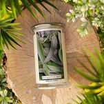 Eucalyptus Mint - Kringle Candle - duża świeca z dwoma knotami (624g) - 4
