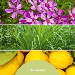 Millefiori Milano Lemon Grass - dyfuzor zapachowy z patyczkami 500 ml - 2