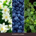 Wildberry & Jasmine - Woodwick - średnia świeca z drewnianym knotem - seria Nature's Wick. - 2