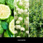 Cold Water - Millefiori  Milano - uzupełniacz do lampy katalitycznej 500ml - 2