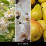 Black Orchid - Mr & Mrs Fragrance - zapach odświeżacz do samochodu NIKI - 2