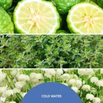 Millefiori Milano Cold Water – dyfuzor zapachowy 500 ml z patyczkami - 2