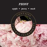 Peony - Wkład do Lampy Zapachowej Ashleigh & Burwood 1000 ml - 2