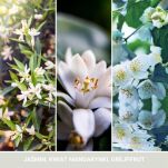 Midnight Jasmine - Yankee Candle Signature - średnia świeca z dwoma knotami - 4