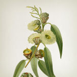 Vila Hermanos Apothecary Eucalyptus & Mint - krem do rąk i ciała 300 ml - 2