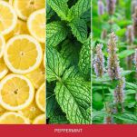 Peppermint - Mr & Mrs Fragrance - zapach odświeżacz do samochodu NIKI - 2